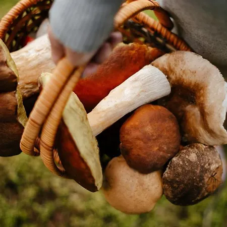 Happy Klínovec Apartamento *